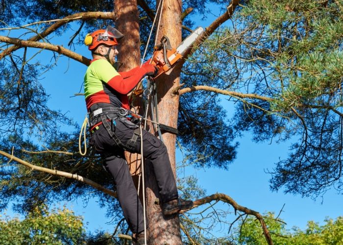 Lumberjack with saw and harness climbing a tree