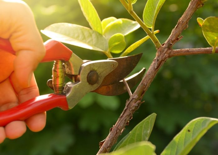 gardener pruning trees with pruning shears on nature background.