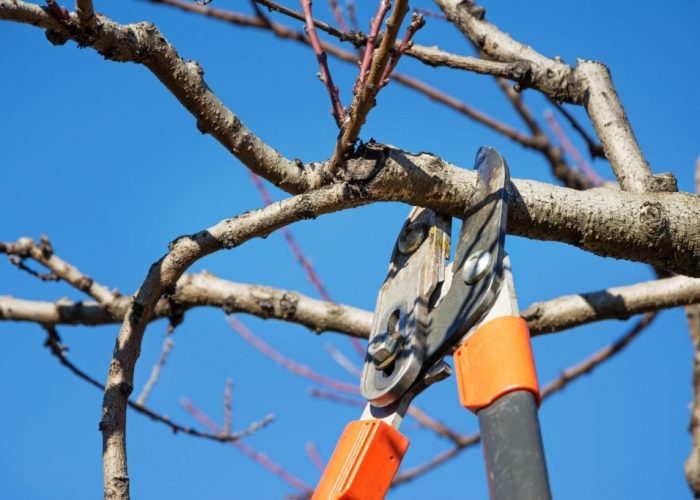 gardener pruning fruit tree brunches with pruning shears