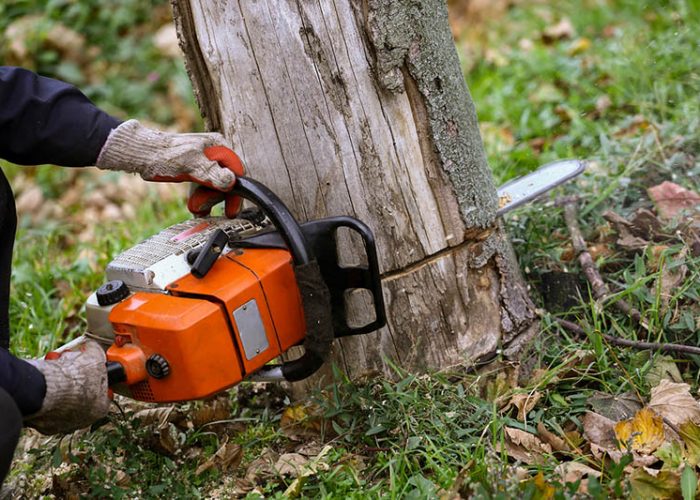 Man cutting tree with a orange chainsaw in his hands